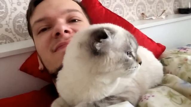 Ласковый кот будит хозяина смотреть онлайн