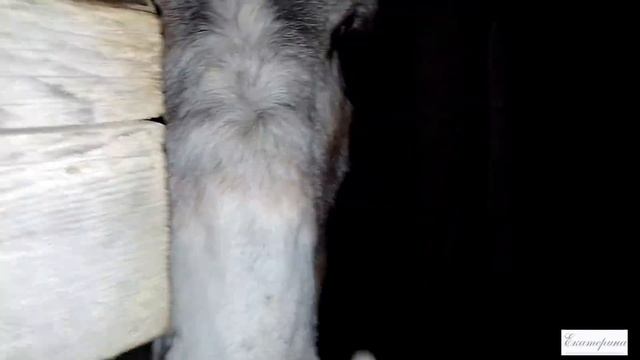 Италия. ЛЮДИ БОЛЬШЕ НЕ МОГУТ. Идти ли к мэру? Как прошла встреча нашего партизанского отряда. смотреть онлайн