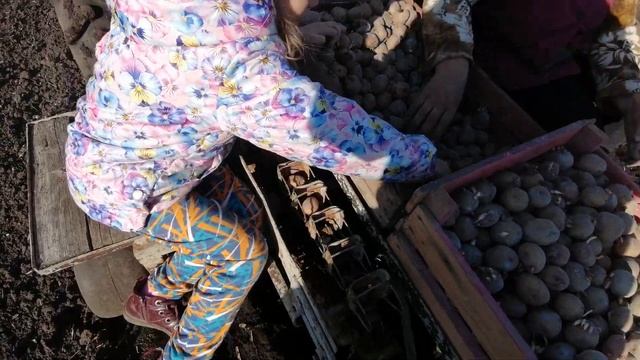 Картофелесажалка. Посадка картофеля. смотреть онлайн