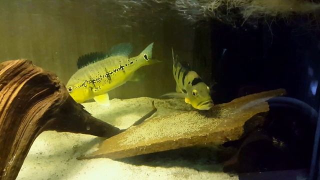 Cichla sp.aff. ocellaris x Cichla melaniae смотреть онлайн