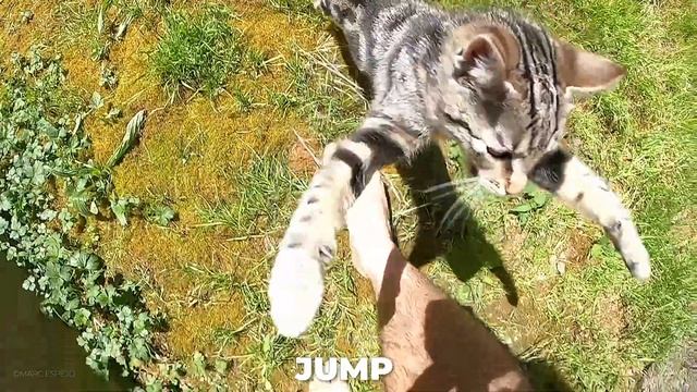 10 Interesting Facts About Cats #interestingfacts #cat #cats