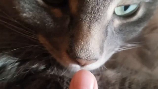 Всё про моего котёнка и объявление