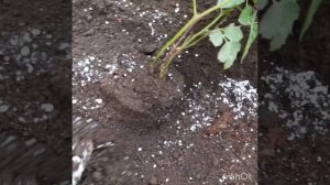 Осенняя посадка Ежевики!!! Как посадить и укрыть???!!!