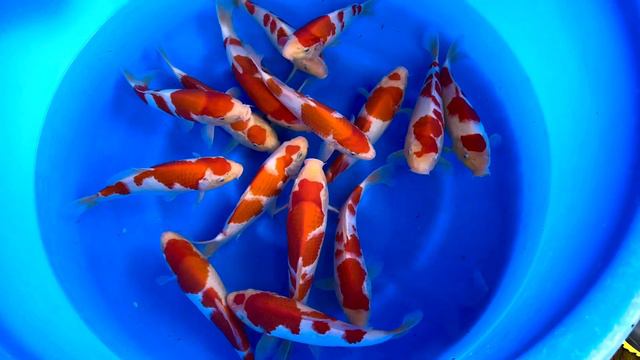 Hoshikin Hand Selected Tosai Kohaku смотреть онлайн