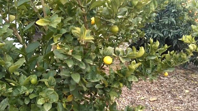 Сравнение двух сортов лайма -- Mexican Thornless Lime And Mexican Key Lime