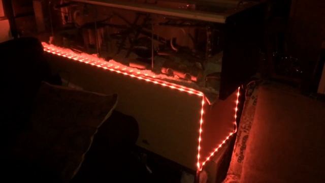 Mouse cage bling! LED colour changing lights смотреть онлайн