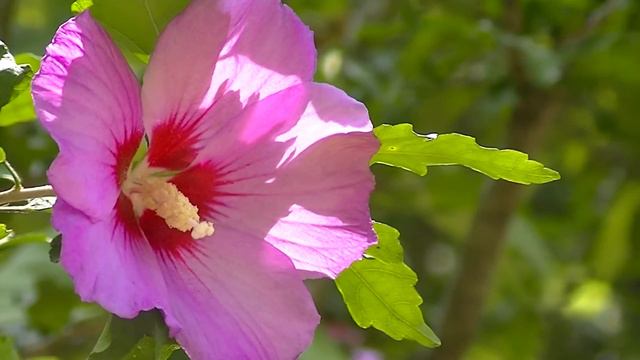 Rose of Sharon смотреть онлайн