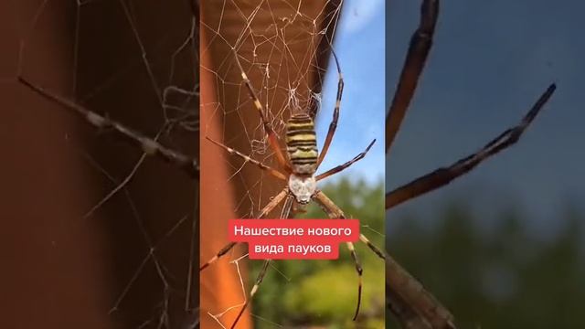 Остерегайся этого паука!