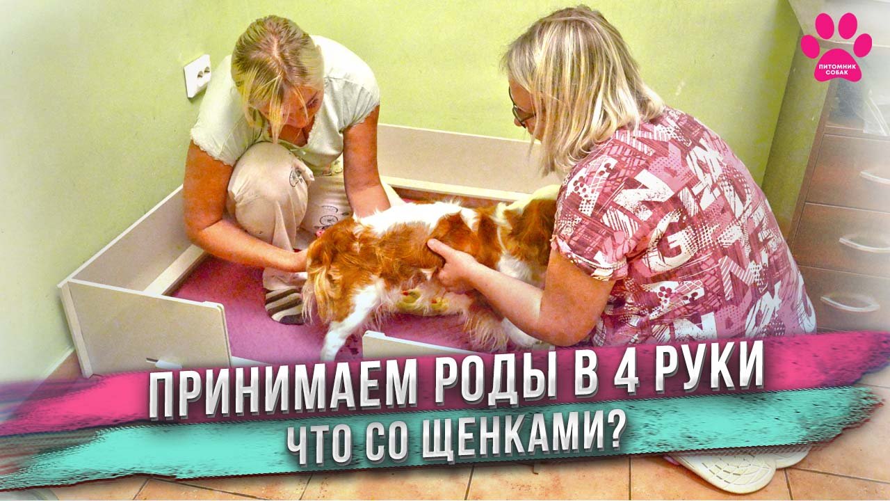 Самые сложные роды у собаки! Всё пошло не так... смотреть онлайн