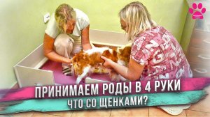 Самые сложные роды у собаки! Всё пошло не так...
