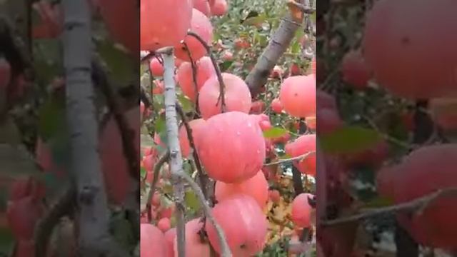 Месяц Рамадан. Песня. Рамаҙан килде. Рамазан килде. Наступил месяц Рамадан. смотреть онлайн