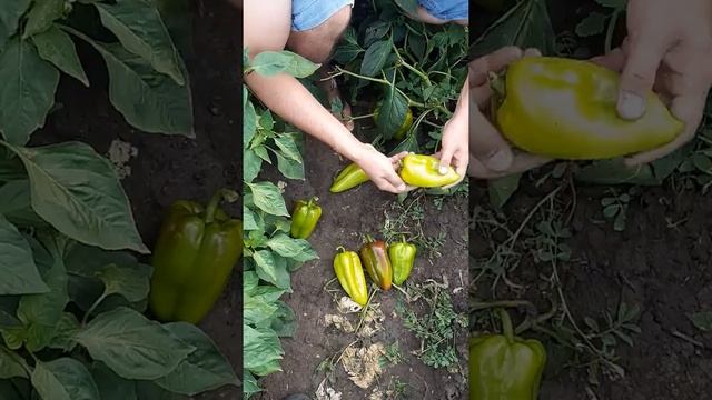 НОВИНКА!!!ФАСТ F1-ультраранний гибрид перца от компании саката смотреть онлайн