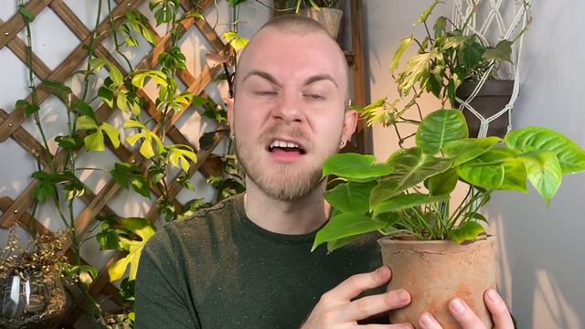 How To Care For Anthurium veitchii | Plant Of The Week Ep. 14 смотреть онлайн