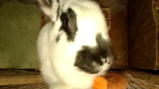 Рацион и корм для кроликов, комбикорм, кормление кроликов зимой. смотреть онлайн