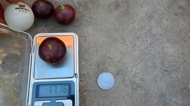 Виноград Рошфор 2016год смотреть онлайн