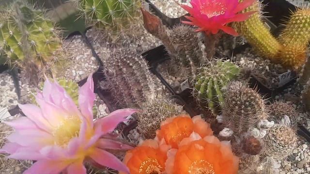 Мои цветы,хобби.Расцвел мой цереус -это фантастика..Столбовидные кактусы.. .Echinopsis-Hybride.