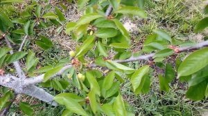 Советская черешня против канадской: Донецкая красавица, Стаккато (Staccato), Санберст (Sunburst)