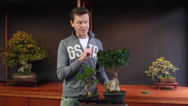 Ficus Bonsai care, Teunis Jan Klein смотреть онлайн
