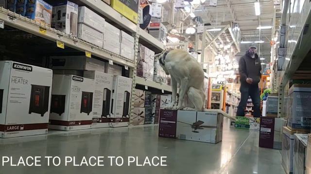 8 year old Husky Mix after training Results! смотреть онлайн
