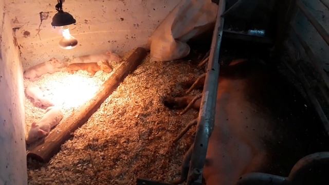 Какие признаки опороса, первый опорос смотреть онлайн