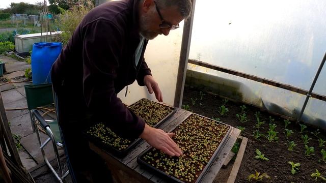 Microgreen Sowing | Garland Trays | Tendril Peas | Coriander | Rocket | Green Side Up