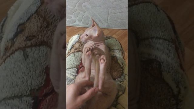 Котёнок породы донской сфинкс смотреть онлайн