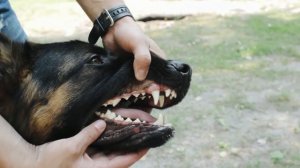 Как проходит выставка немецких овчарок