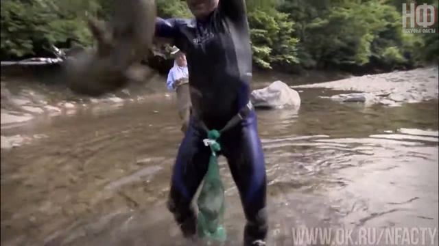 Топ 10 животных великанов среди своих видов смотреть онлайн