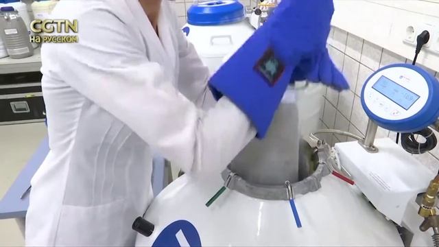 Учёные создали гибридные эмбрионы северного белого носорога смотреть онлайн