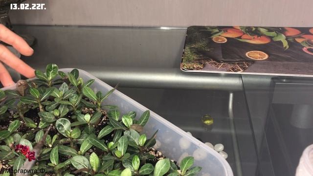 Адениум. Рассаживание сеянцев адениума смотреть онлайн