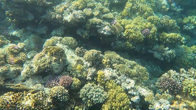 Рифы красного моря смотреть онлайн