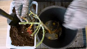 Розы в коробке: как сохранить саженцы до весенней посадки?