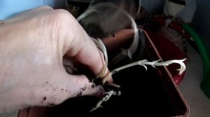 ФЛОКСЫ. ЧТО ДЕЛАТЬ, ЕСЛИ КУПИЛИ РАНО? САЖАЕМ!.