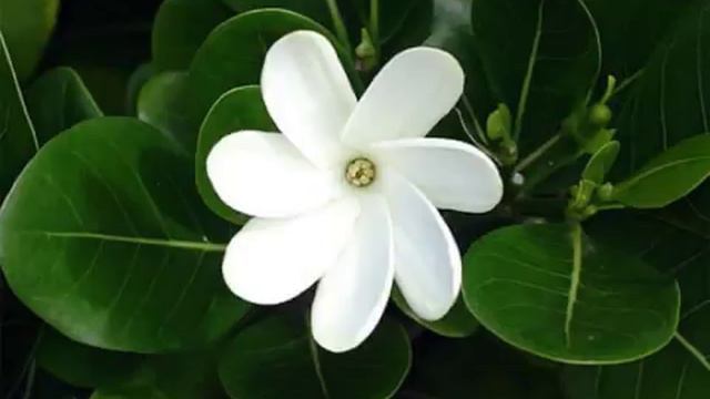 Te Sialé Kua Moto (♥