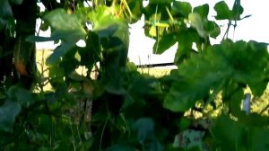 Трихозант-полезное растение с вкуснейшими плодами.