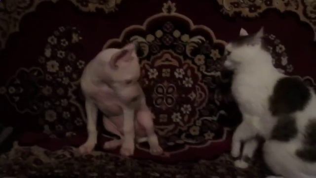 Безстрашный кот смотреть онлайн