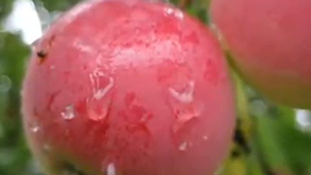 Осень. Сплин по нервам. смотреть онлайн