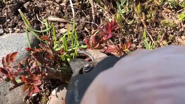 Dọn vườn đầu Xuân - Cúc Trắng, Cúc Hồng, Autumn Sedum Joyce, Phlox - Spring Garden Cleanup - Nga US смотреть онлайн