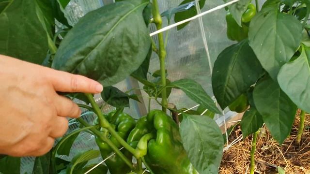 Обзор перца в теплице 17 июля 2021г. Успех и неудачи смотреть онлайн