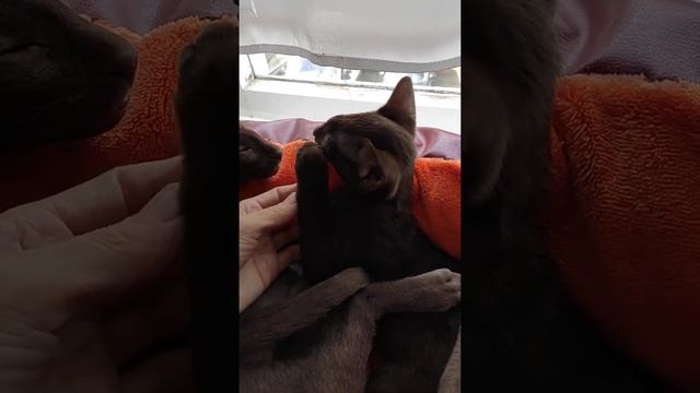 Ориентальные котята (лиловый котенок свободен) смотреть онлайн