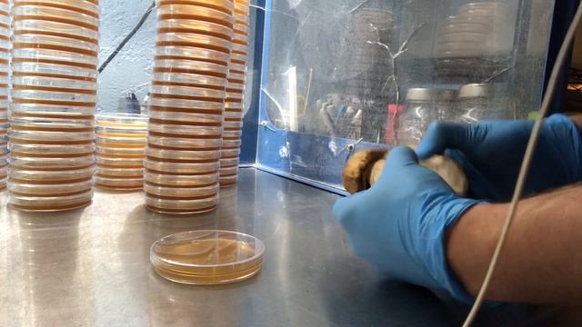 Cloning a porcini: Boletus edulis смотреть онлайн