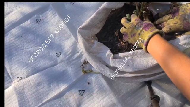 Мой эксперимент по выращиванию картофеля в мешках, что удалось вырастить. смотреть онлайн