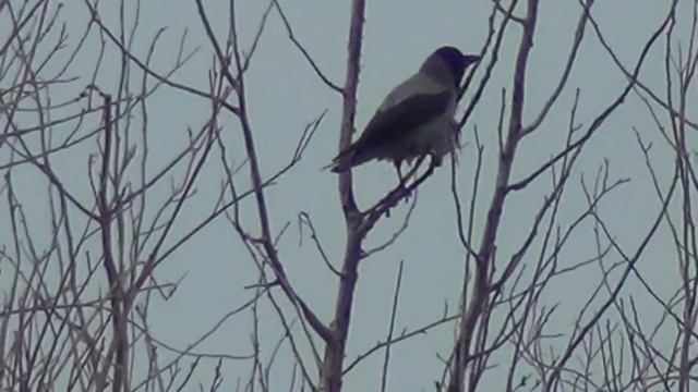 Crow, Sony HDR130 Zoom test, Surgut, 15/04/12 смотреть онлайн