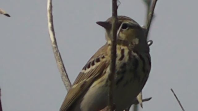 ЛЕСНОЙ КОНЁК(Anthus trivialis) НА МАЙСКИХ РАСПЕВКАХ смотреть онлайн