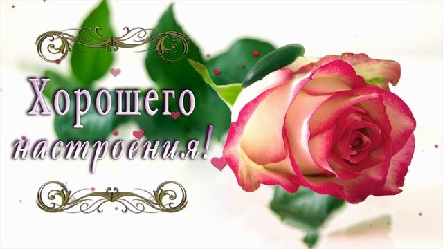 ?? УДАЧНОГО ДНЯ! ХОРОШЕГО НАСТРОЕНИЯ! ЭТИ ПРЕКРАСНЫЕ РОЗЫ ДЛЯ ТЕБЯ ?? 4К смотреть онлайн