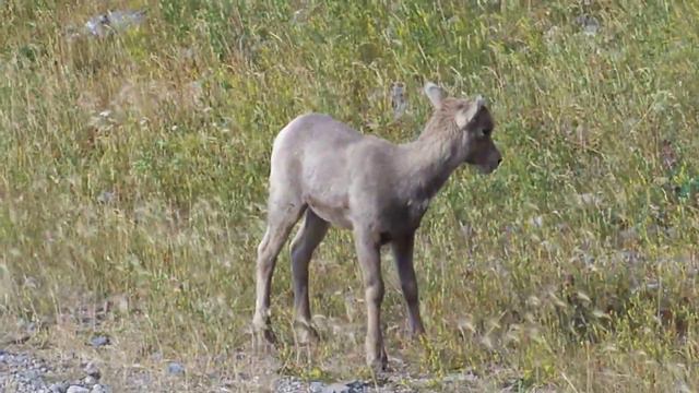 Козёл смотреть онлайн
