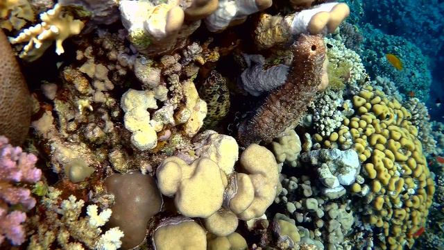 Graeffe's sea cucumber and Greasy grouper, Морской огурец Граеффа и Групер таувина смотреть онлайн