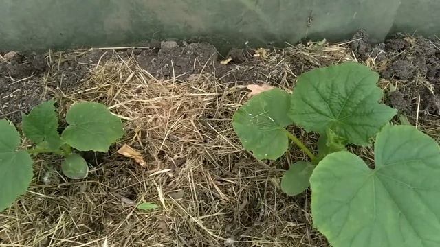 Результаты пересадки вытянутой рассады огурцов| Выращивание огурцов в теплице смотреть онлайн