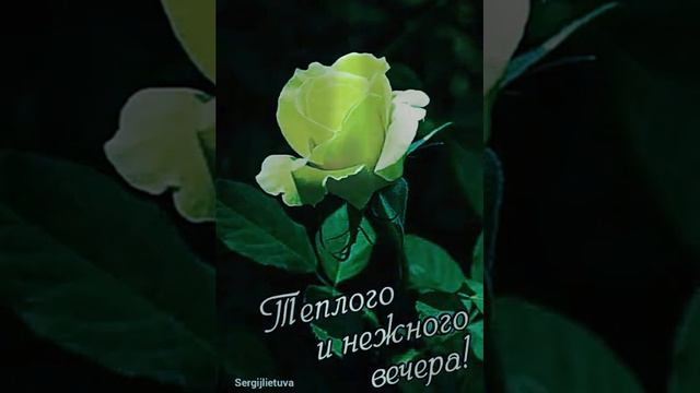 Тёплого и нежного вечера - 2019 !!!_+16... New смотреть онлайн