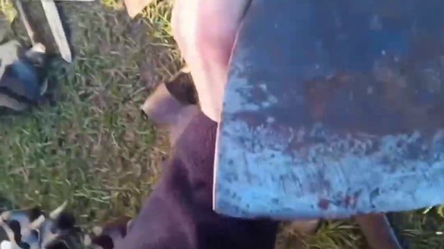 новая приемка, смотрем что есть там смотреть онлайн